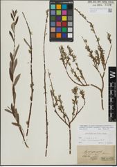 Foto von Salix repens L.